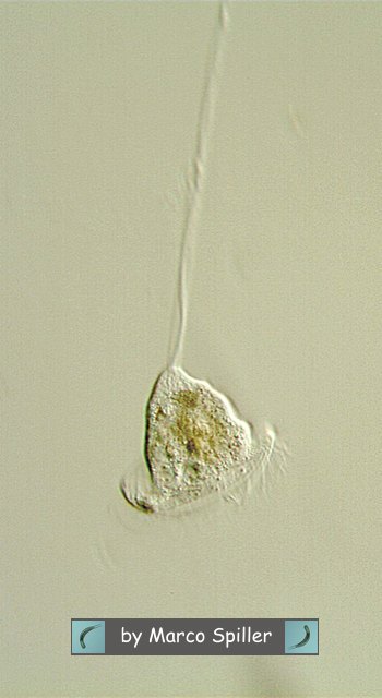 Vorticella.....e se fosse 